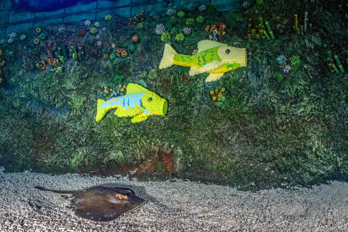 A sting-ray swims in the Deep Sea Adventure attraction