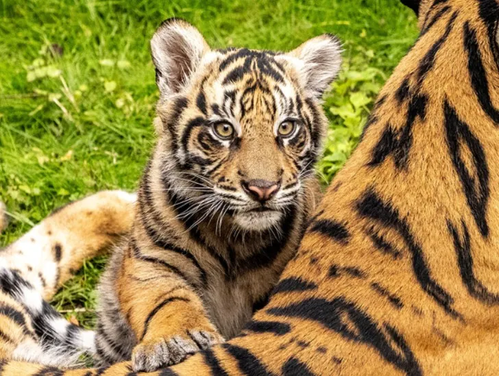 Animal Kingdom guests can now see Bakso the tiger cub